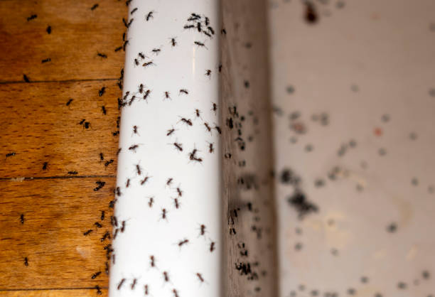 Best Cockroach Control Services  in Simonton Lake, IN